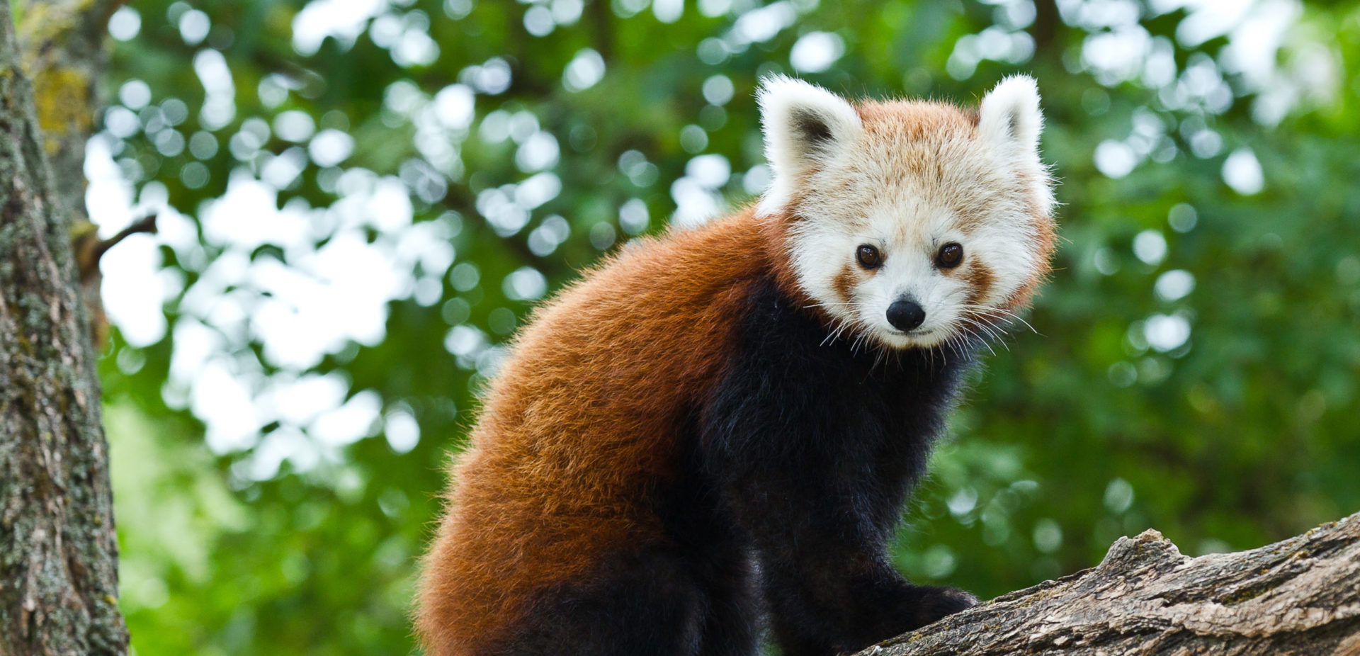 Adopce pandy červené